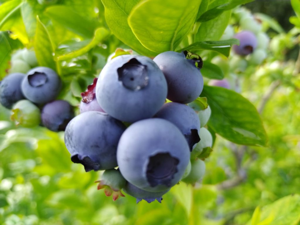 Berries filled with freshness and sunshine.