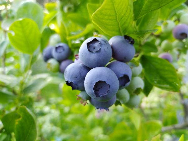 Authentic Berry paket borovnica 5kg - Slika 2