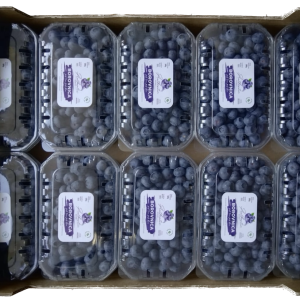 Authentic Berry paket borovnica 2kg