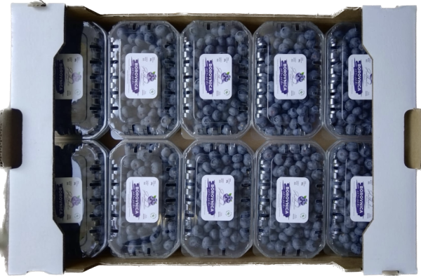 Authentic Berry paket borovnica 5kg