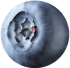 Borovnica sticker 2